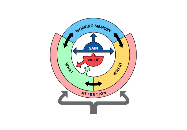 Exempeldiagram inom kognitiv modellering. Cirkulärt diagram på svart bakgrund som visar sammanlänkade zoner: ”Arbetsminne” i blått, ”Vad” i grönt, ”Var” i gult, centrerade kring ”Förstärkning” och ”Värde” i rött. Pilar visar flöde och interaktion.